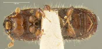 Media type: image;   Entomology 1017 Aspect: habitus ventral view